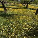 Alén D'aragón Santa Eulalia de Gállego