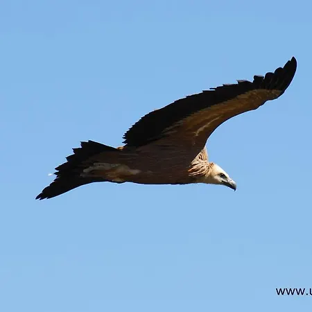 Alen D'aragon Santa Eulalia de Gállego