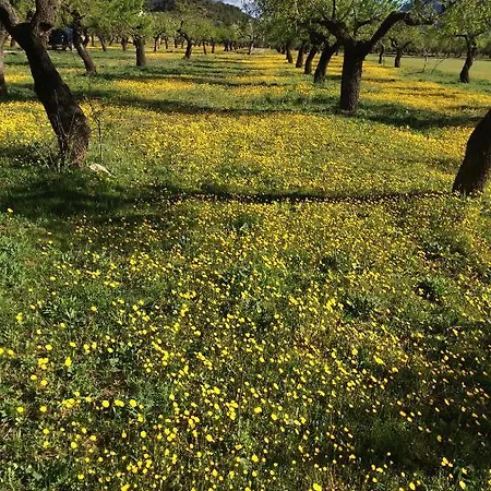 Alen D'aragon Santa Eulalia de Gallego