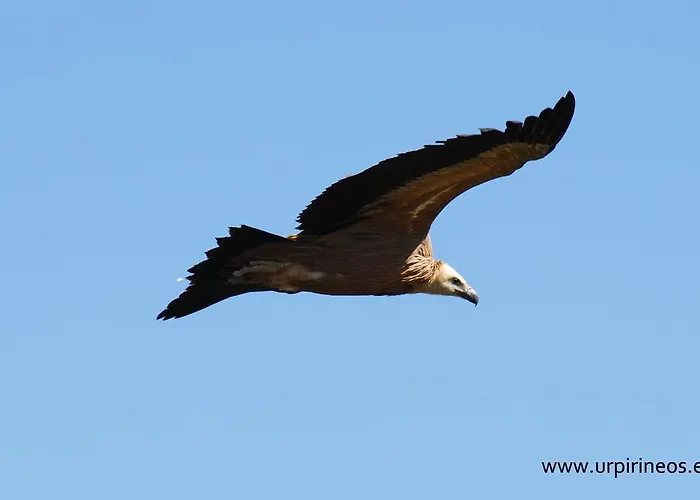 Alén D'aragón Santa Eulalia de Gállego