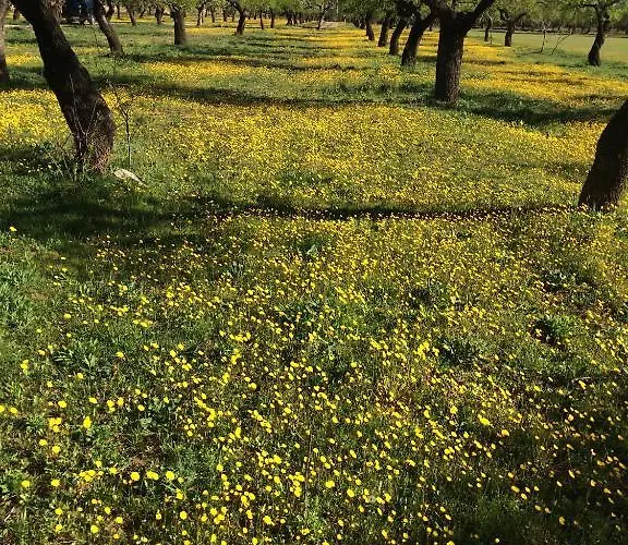 Alen D'aragon Santa Eulalia de Gállego